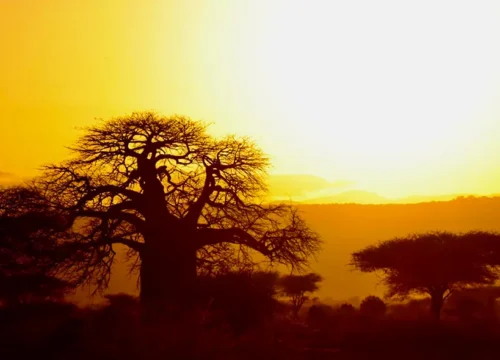 Top 10 Must-See Destinations in Tanzania with Gate to Zion Adventures