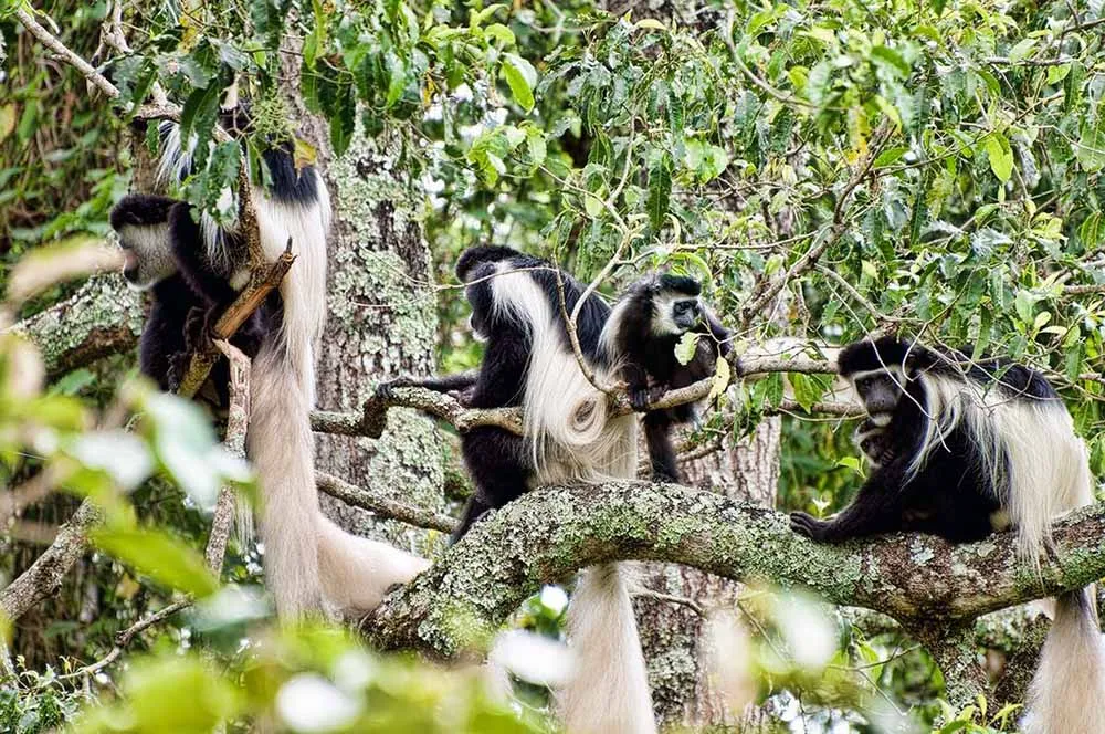 Arusha National Park