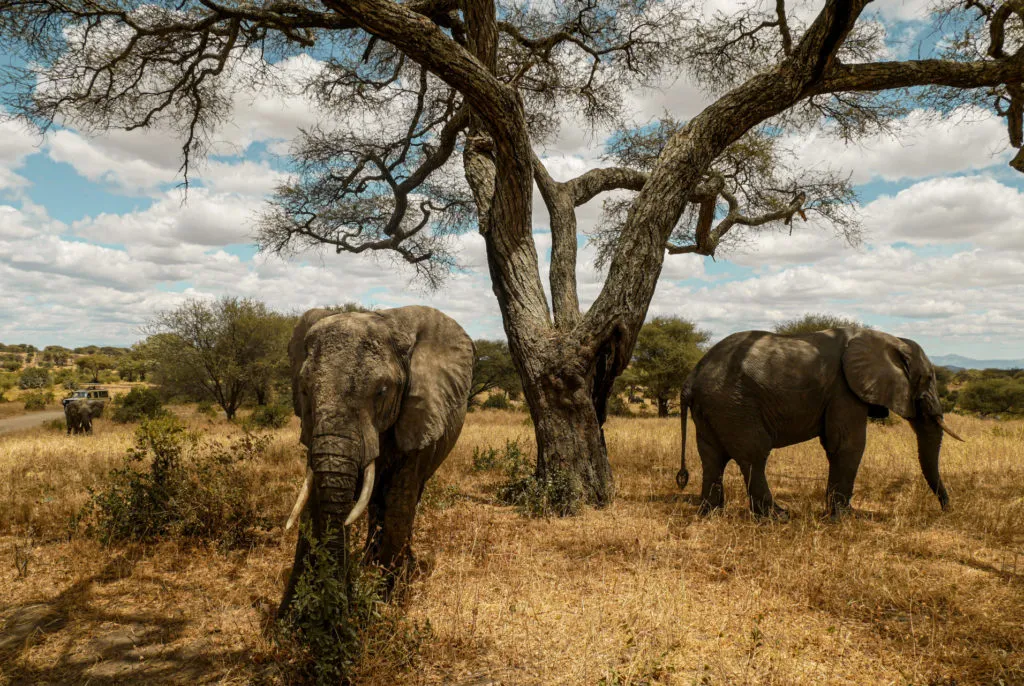 Tarangire National Park