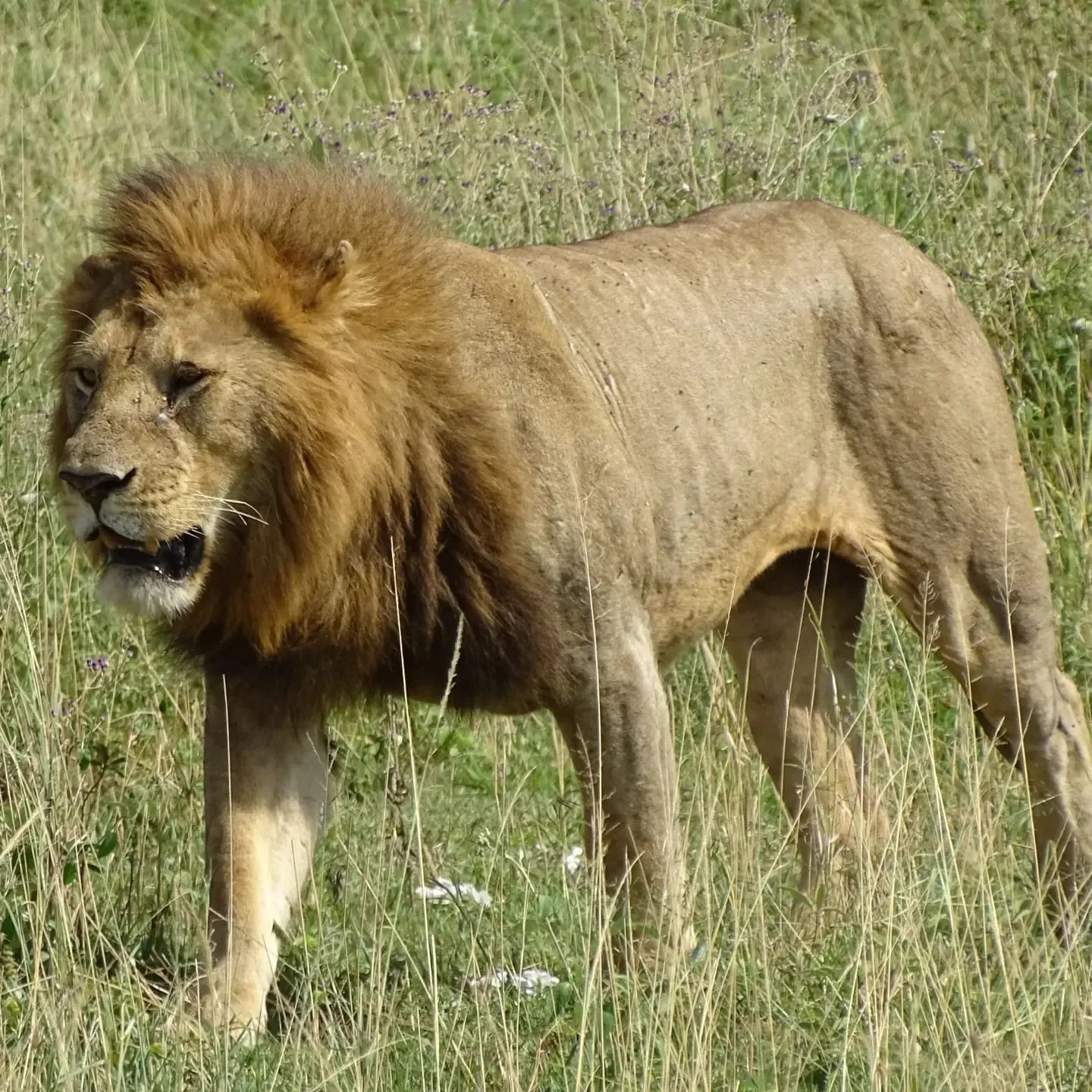 Serengeti National Park