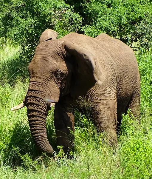 Tarangire National Park